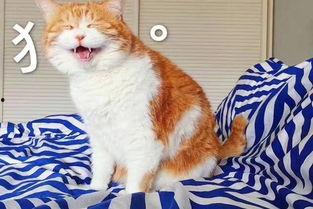 娱乐吃瓜酱营业的猫,揭秘吃瓜酱营业的猫界风云