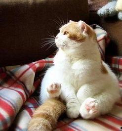 娱乐吃瓜小猫咪视频下载